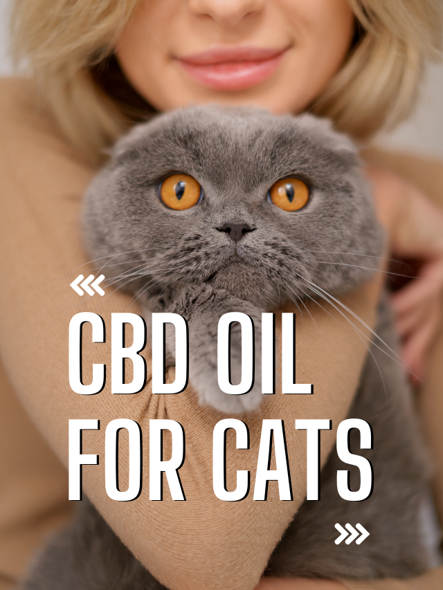 cbd oil for cats