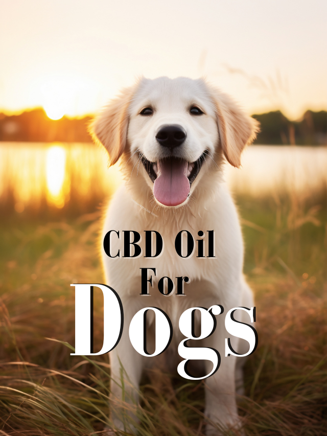 cbd oil for dogs