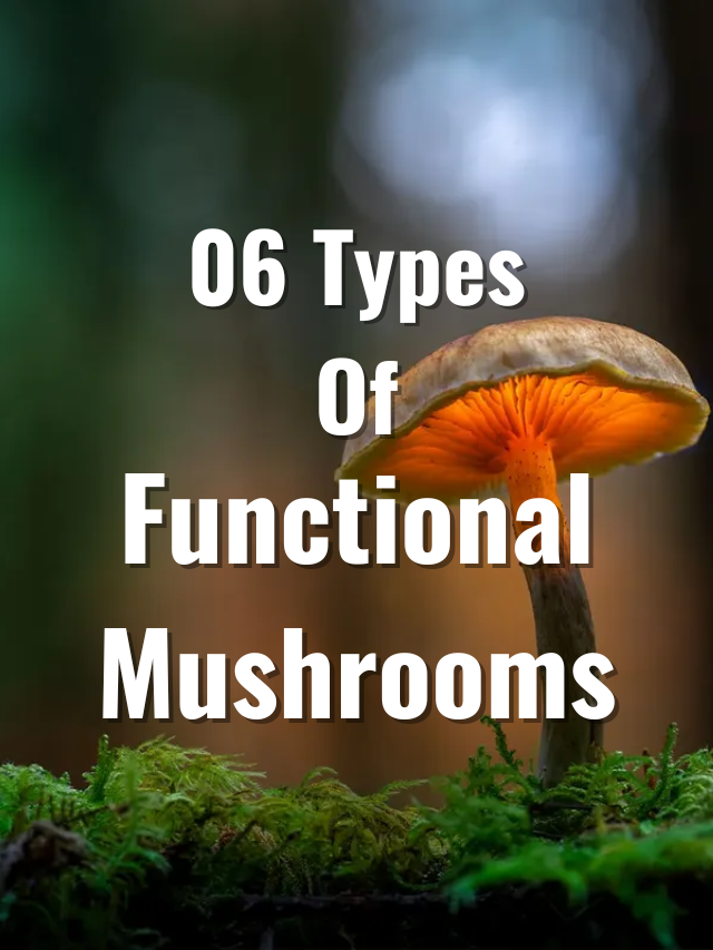 6 types of functional mushrooms