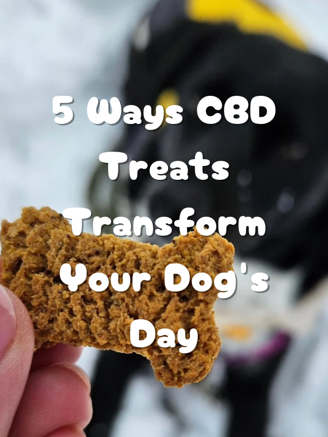 5 Ways CBD Treats Transform Your Dog Day