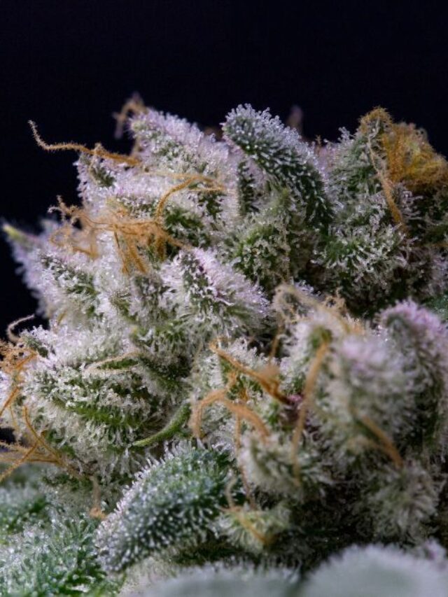 How-to-Smoke-THCA-Flower