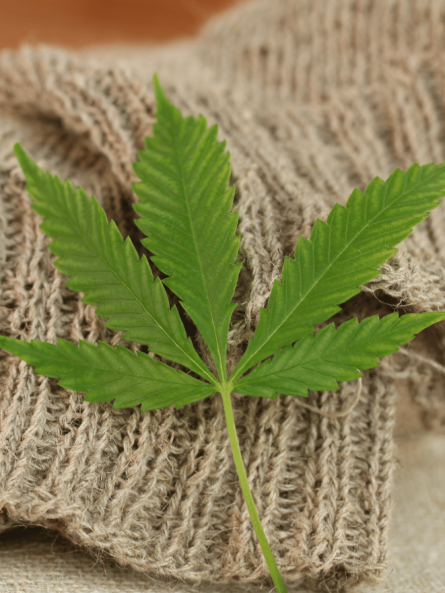 Hemp vs Marijuana