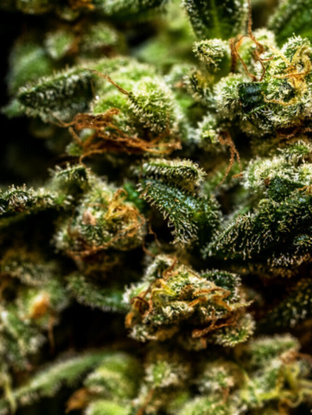 THC Flowers