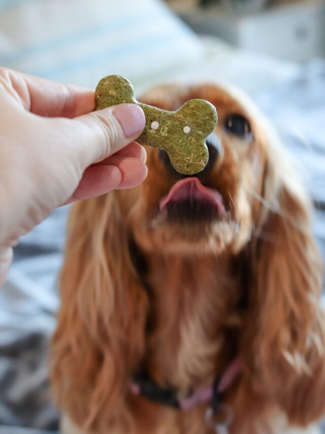 cbd dog treats near me