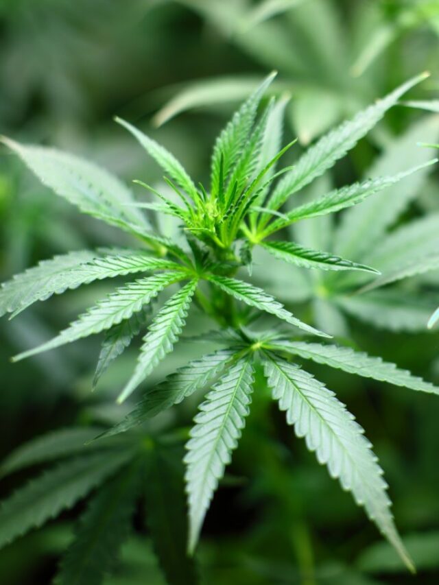 Is Hemp and CBD the Same