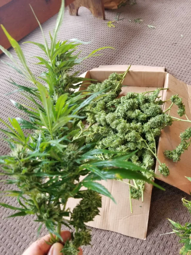 THCA Hemp Flower – Benefits, Strains & Buying Guide