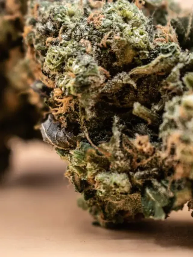 Uncle Snoop Strain Effects