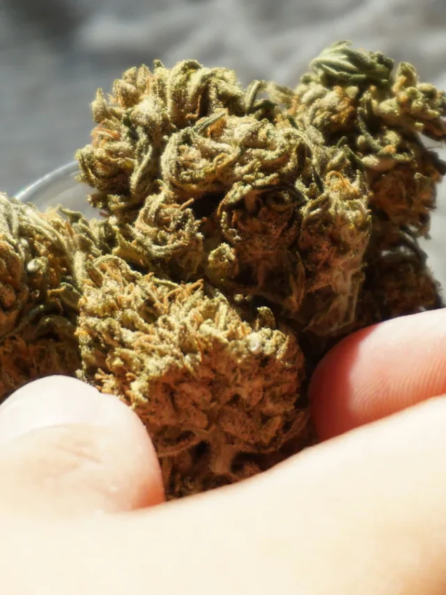 Uncle Snoop THCA Weed Strain