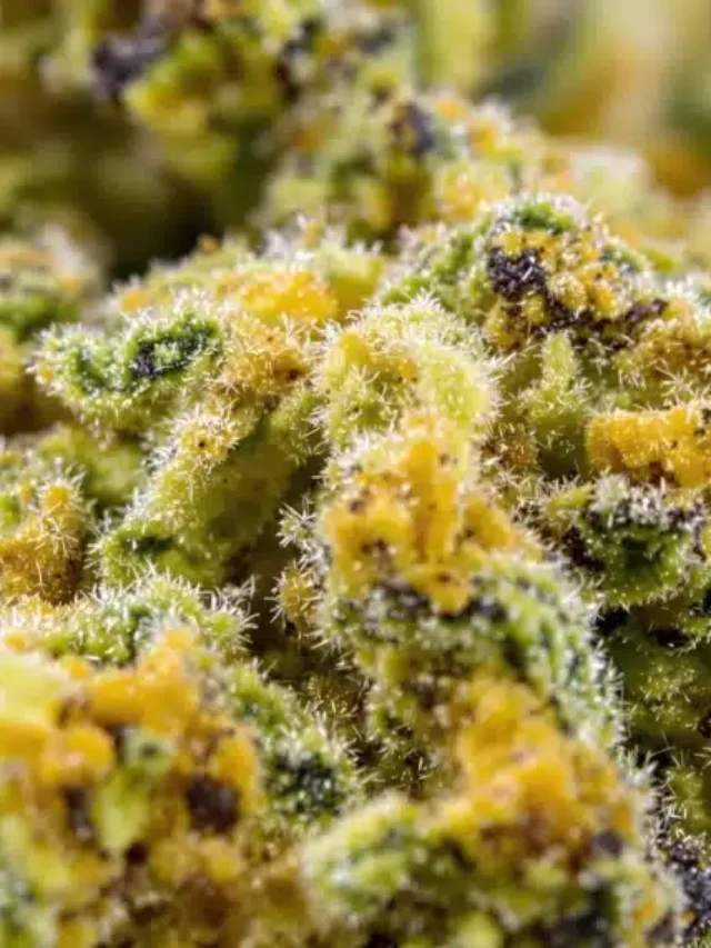 High THCA Hemp Flower