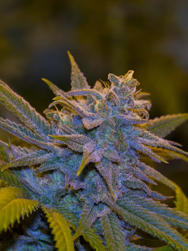 Indica vs Sativa Strains: Key Differences