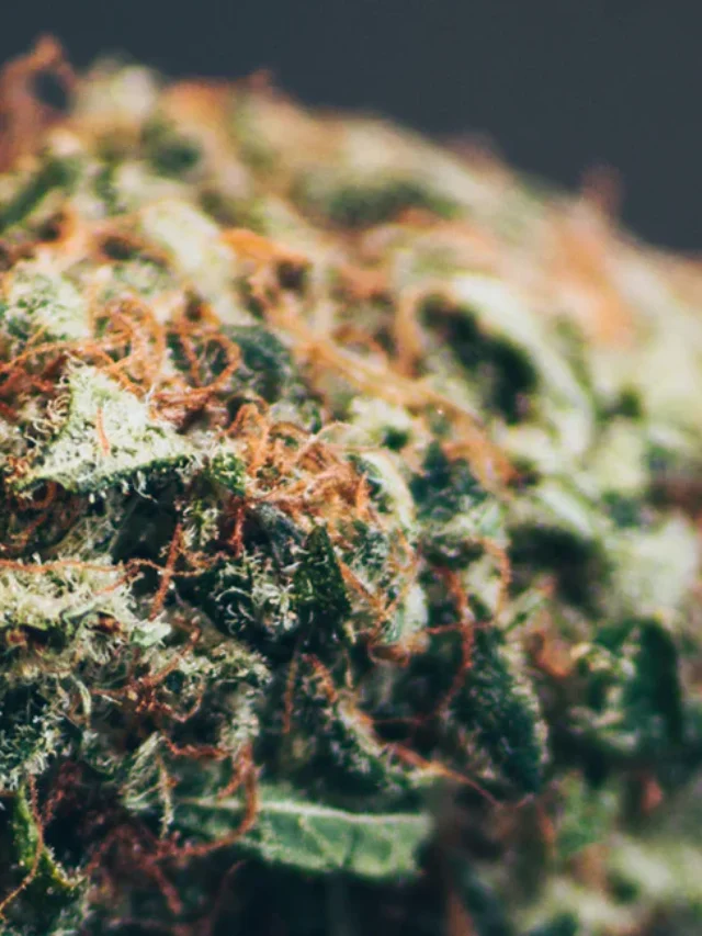 Is CBD Legal in Texas