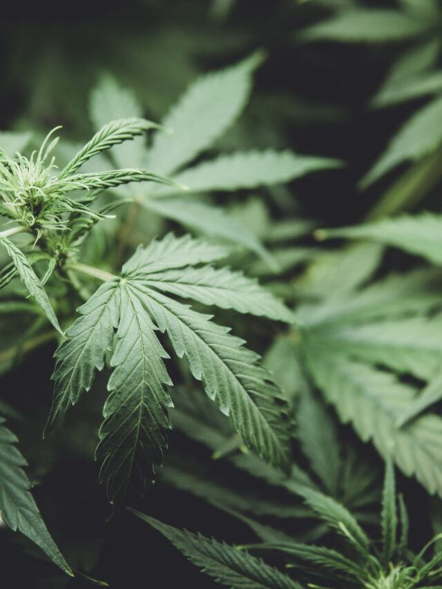In,Door,Grow,Hemp.,Medicinal,Indica,With,Cbd.,Young,Cannabis