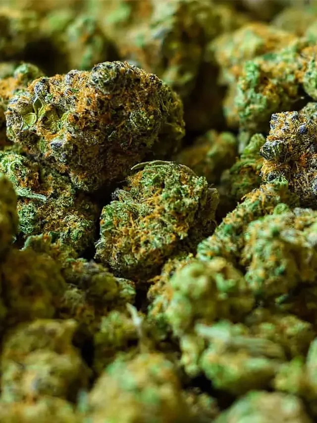 Will CBD Show on a Drug Test