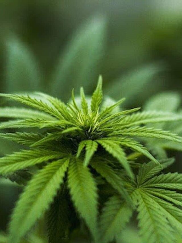 is delta-9 thc real weed